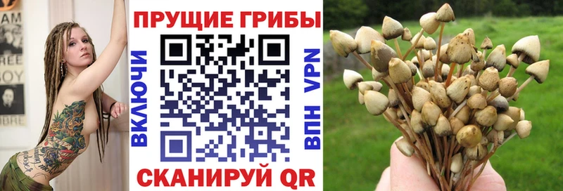 Купить где  Инза  Псилоцибиновые грибы Psilocybine cubensis 